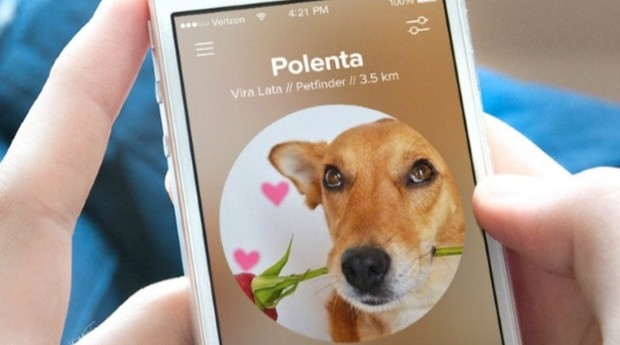Aplicativo permite adotar pets que estão próximos