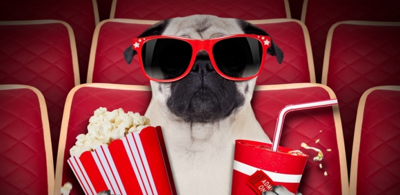 Purina promove a primeira sessão de cinema Pet Friendly do Brasil