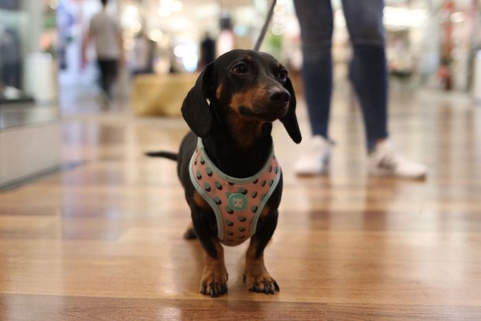 DiamondMall aposta na comodidade dos clientes e seus pets