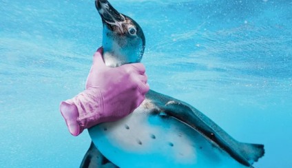 Campanha alerta sobre os perigos das luvas de látex no oceano