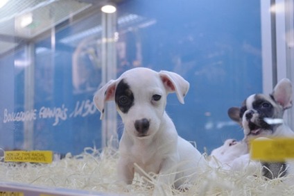 Pet shops estão proibidos de expor animais em vitrinas