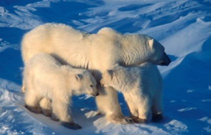 Adote um urso e ganhe um brinde