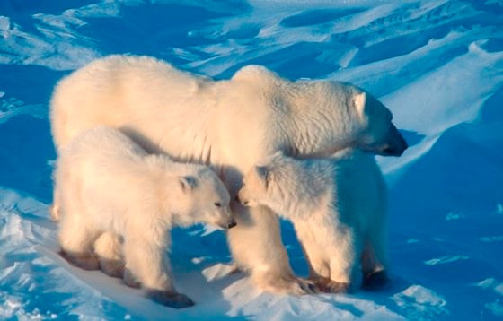 Adote um urso e ganhe um brinde