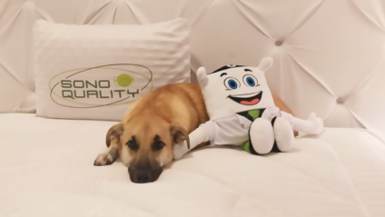 Cachorro Chico é o novo embaixador da Sono Quality