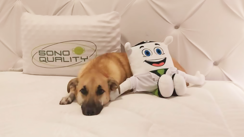Cachorro Chico é o novo embaixador da Sono Quality Cachorro Chico é o novo embaixador da Sono Quality