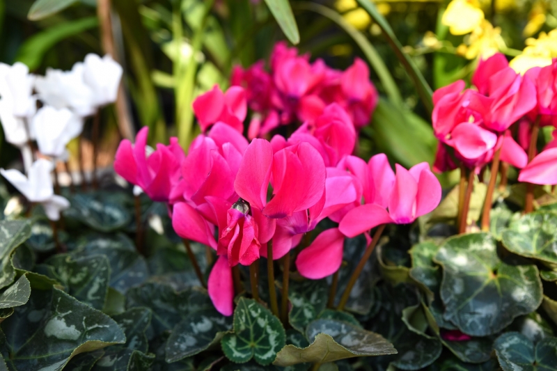 Jardim com 20 mil flores é a atração do Catuaí