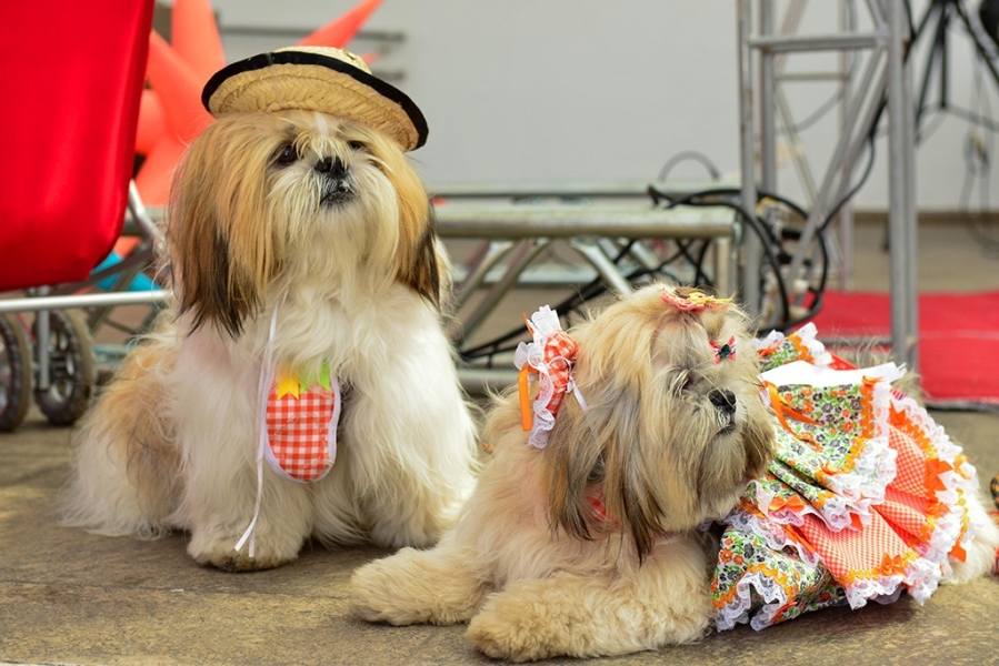 Festa Junina para cães tem desfile canino em Goiânia