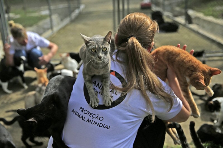 ONG Proteção Animal Mundial promove evento