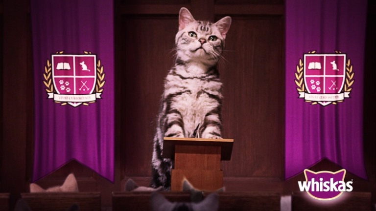 "Escola de Gatinhos" com a Whiskas