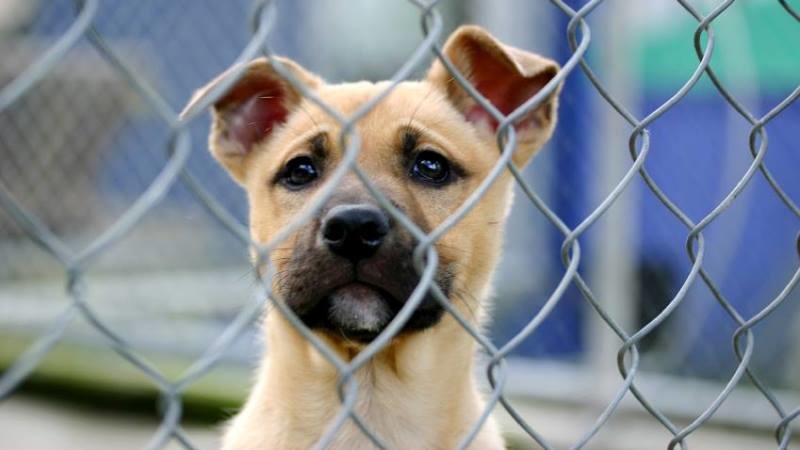 Marcas do setor pet se unem em prol da causa animal