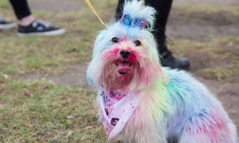 Shopping de Contagem promove corrida colorida de cães