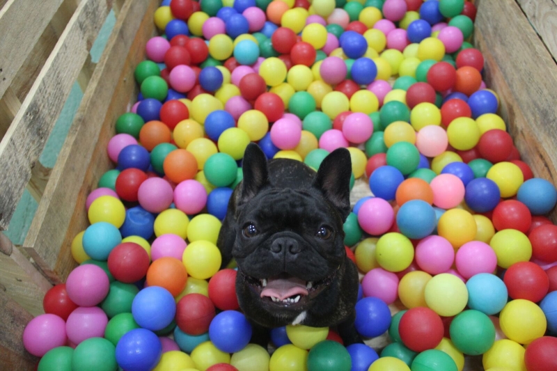 Pet Pátio é inaugurado em clima de festa