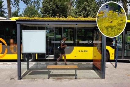 Tetos de pontos de ônibus ganham flores para atrair abelhas