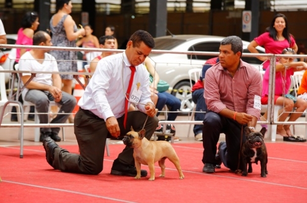 Cães "Top Model" desfilam no shopping estação Goiânia