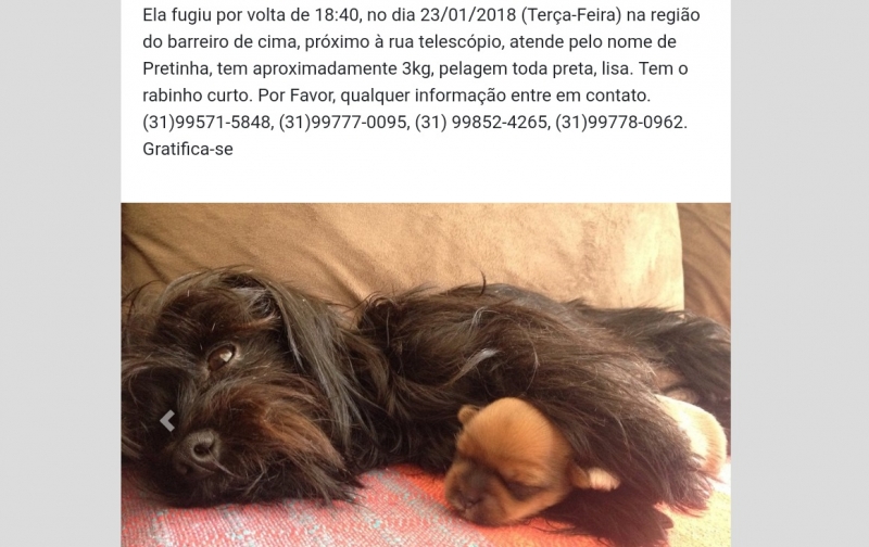 Rede social de ajuda para pets é lançado no Brasil