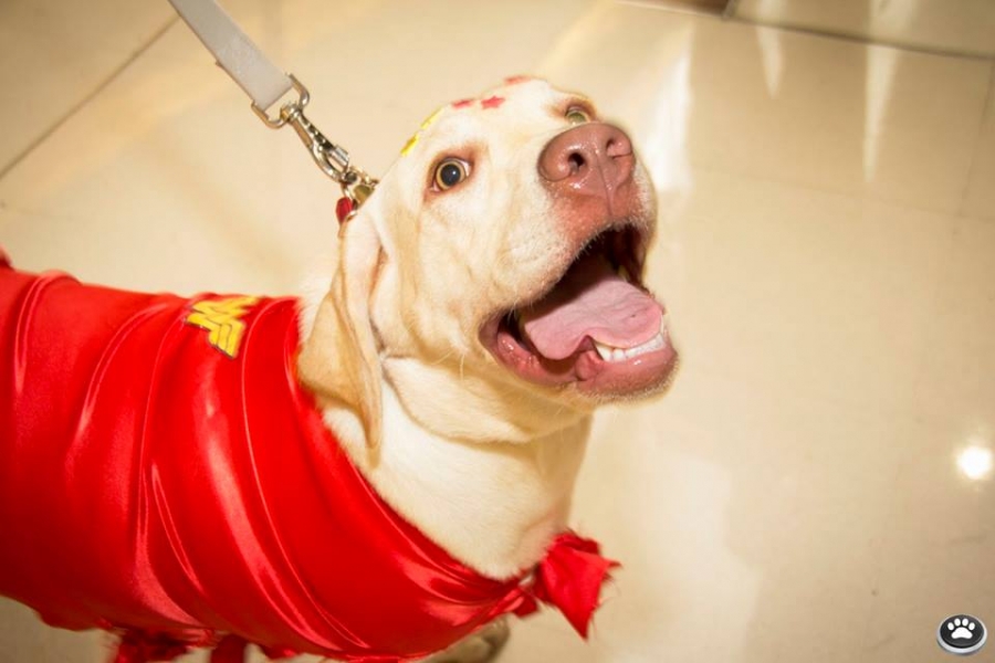 Desfile traz Batman e Mulher Maravilha caninos para o Park Europeu