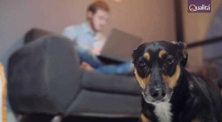 Qualitá apresenta as alegrias do home office ao lado dos pets