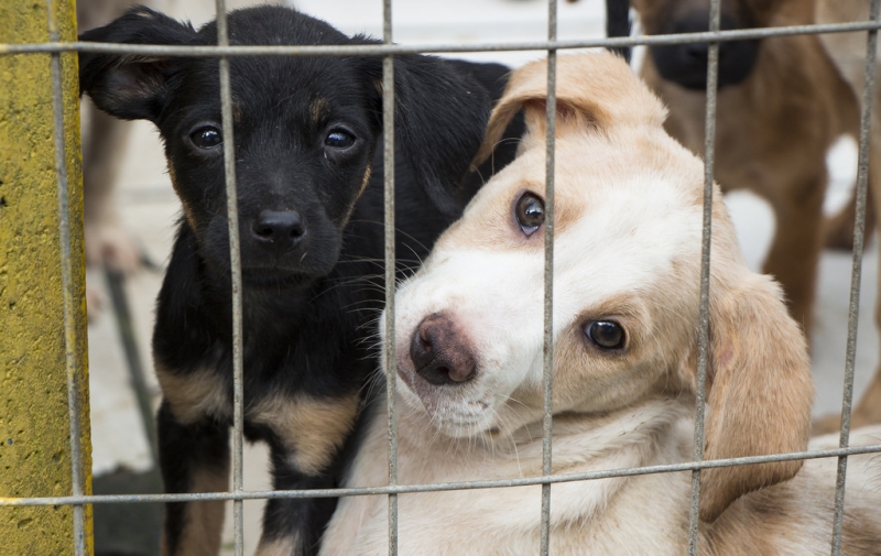 Center Rio realiza 'Campanha de Adoção de Cães e Gatos'