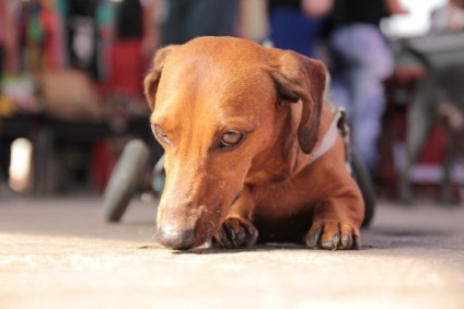 Adote um Pet com Deficiência divulga data do próximo evento