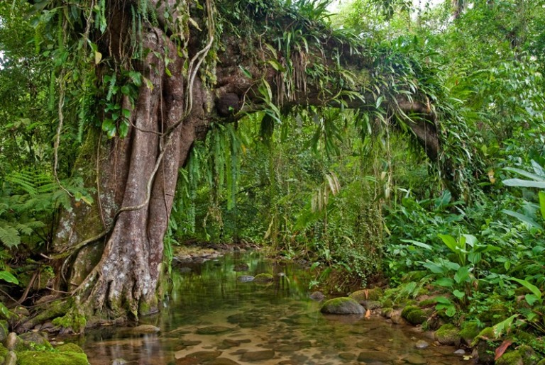 Figueira do Rio do Engenho, Reserva Natural Salto Morato, Guaraquecaba, Parana, Brasil, foto de Ze Paiva, Vista Imagens.