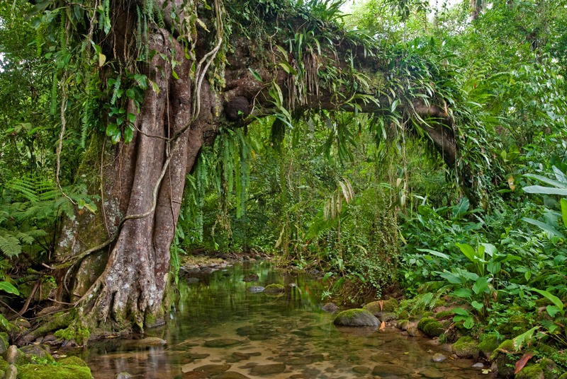 Figueira do Rio do Engenho, Reserva Natural Salto Morato, Guaraquecaba, Parana, Brasil, foto de Ze Paiva, Vista Imagens.