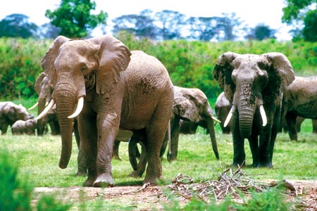 04 de Outubro - Dia Mundial dos Animais