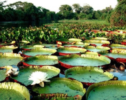 Brasil terá “Wikipedia” das plantas da Amazônia