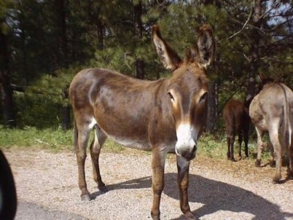 O porquinho, o cisne, a vaca e... o burro