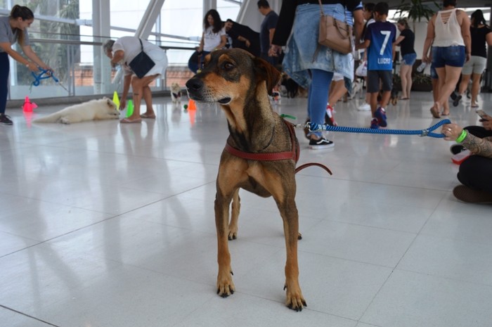 cianê pets