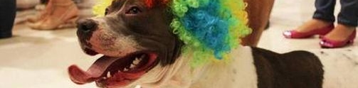 Pátio Higienópolis promove o "Cãocurso de fantasias"