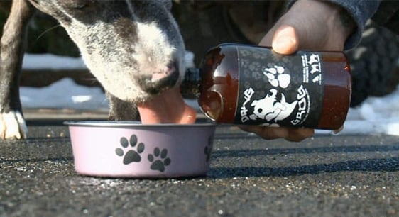Cerveja para cães faz sucesso nos Estados Unidos