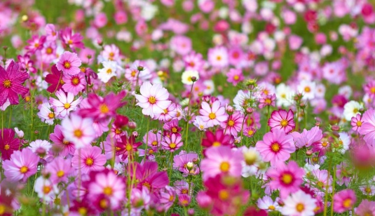 Para não dizer que não falei das flores