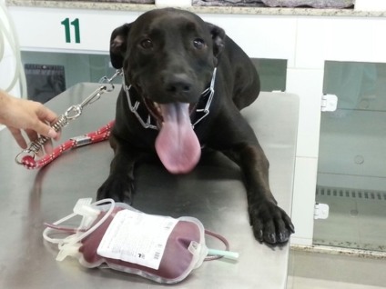 SuperPrix cria campanha para incentivar doação de sangue pet