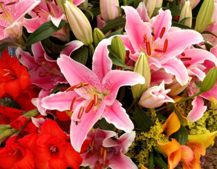 Aberta em São Luís a exposição Flores de Holambra