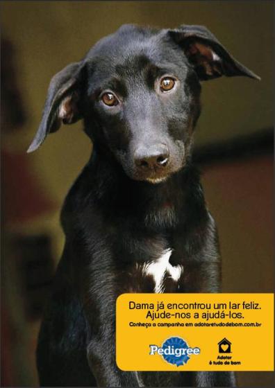 Pedigree leva conscientização à Casa Cor SP