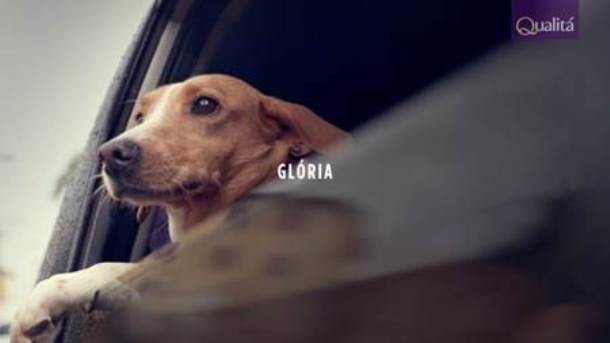 qualitá glória