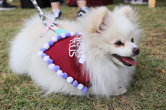 gran plus evento cães