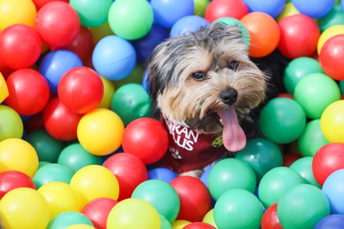 gran plus evento cães