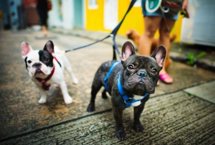 Meia Maratona de Curitiba terá corrida e caminhada pet