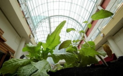 Horta em espaço deixado por lojas fechadas em shopping Horta em espaço deixado por lojas fechadas em shopping