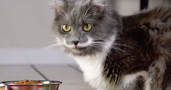 Friskies reúne gatos célebres em ação social