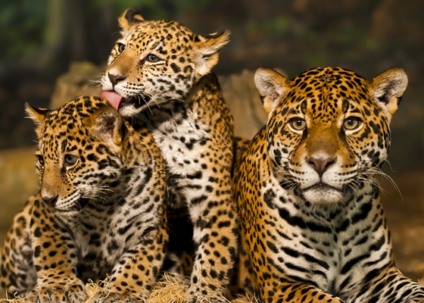 Groupon engaja em inicativa "Amazônia Viva" do WWF