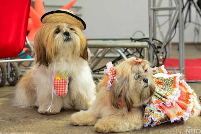 Feira de adoção e Cãodrilha animam o Pátio Cianê