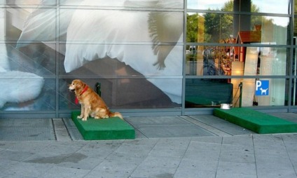 Ikea agora agrada aos cães