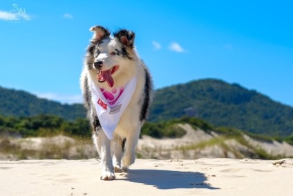 Florianópolis sedia o evento Outubro Patinhas Rosa