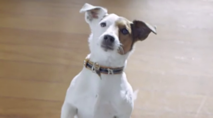 Pedigree mostra os benefícios de um cão na vida do idoso