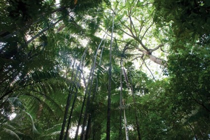 Petrobras marca presença no Dia Mundial da Floresta