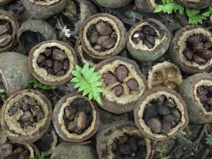 naturaltech origens do brasil