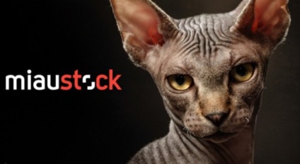 Shutterstock se destaca dos concorrentes