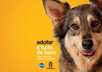 Pedigree tem resultado positivo em campanha de adoção